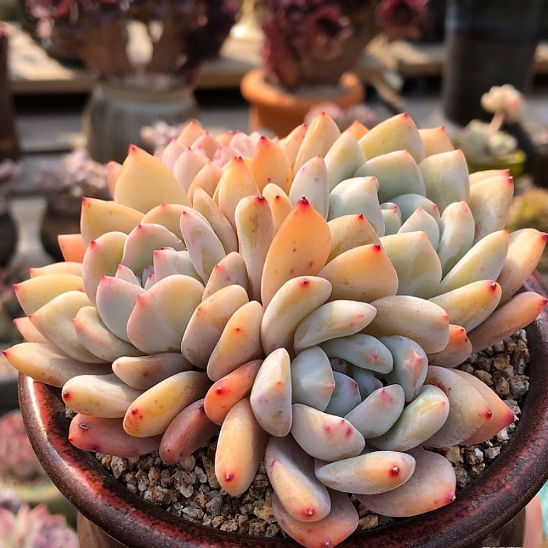 Echeveria Orange Monroe, (Exact Plant, with Video)