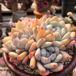 Echeveria Orange Monroe, (Exact Plant, with Video)