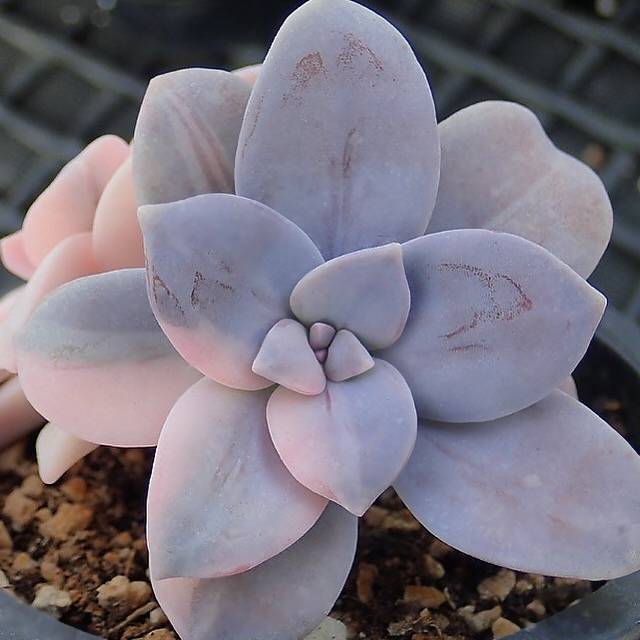 graptopetalum superbum variegata PRESALE Graptopetalum Superbum, Variegata, Double, (Not So Random)