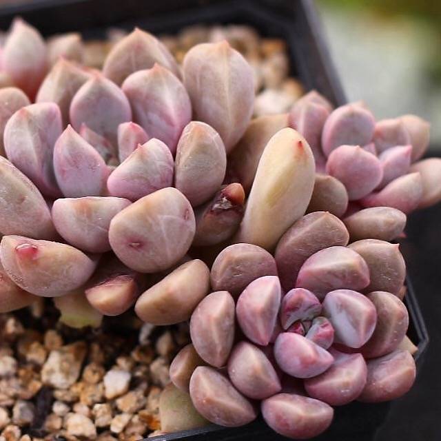 Echeveria Pebbles, Cluster – Cedar Creek Farmhouse