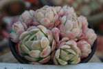 PRESALE Echeveria Lemon Berry Cluster, (Random)