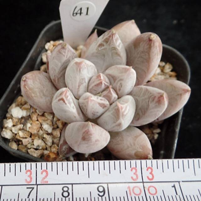 PRESALE Echeveria Tolimanensis, (Random)