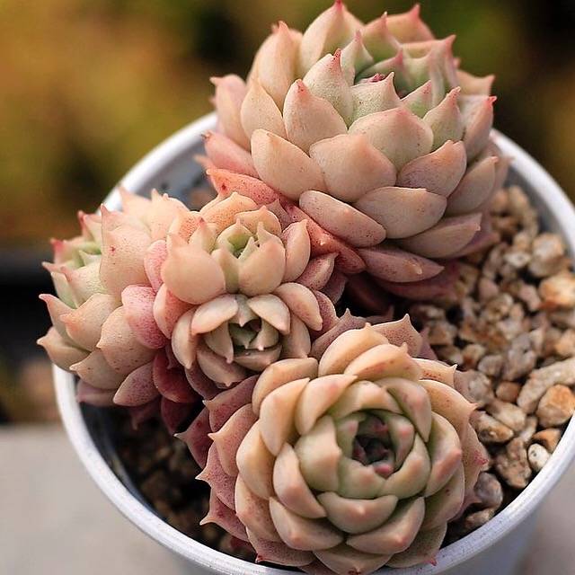 PRESALE Echeveria Charles Rose, Cluster
