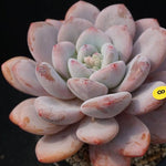 PRESALE Echeveria Peach Berry, (Random)