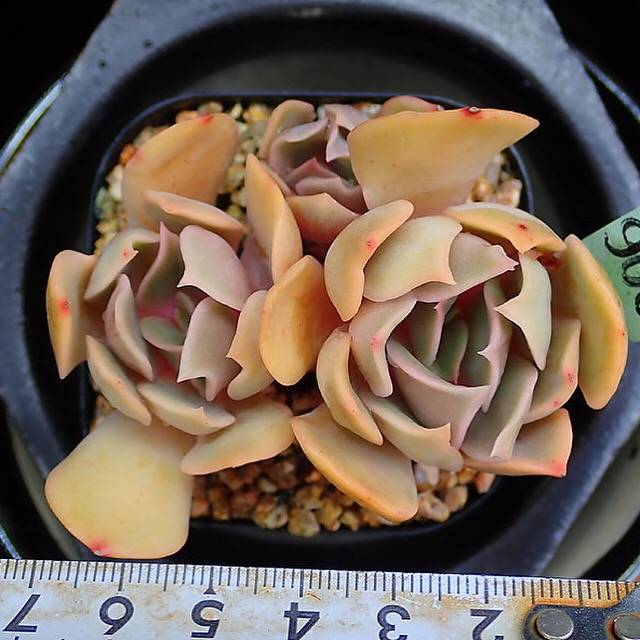 PRESALE Echeveria Keys, (Random)