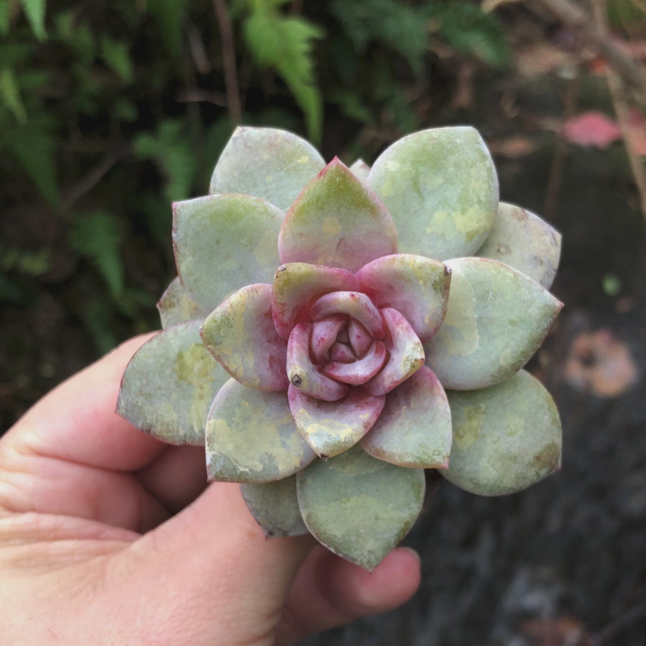 german champagne succulent Echeveria Champagne, Germany – Cedar Creek Farmhouse
