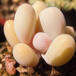 PRESALE Pachyphytum Beauty, (Random)