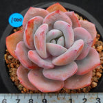 PRESALE Echeveria Cream Tea, (Random)