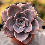 FLASH SALE REMINDER (AND JUST CART SPECIAL!) PRESALE Echeveria Bainesii