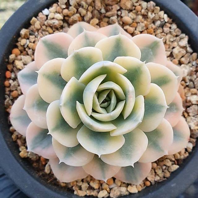 Echeveria Akaihosi, Variegata – Cedar Creek Farmhouse