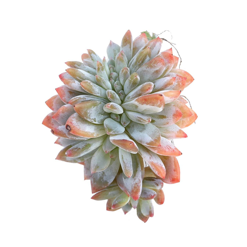 Echeveria Orange Monroe, Cristata