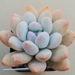 Pachyphytum Frevel, (Random)