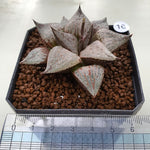 Haworthia Mutica White Hybrid