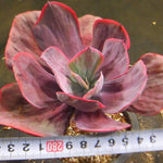 PRESALE Echeveria Dreams and Fantasy, (Not so Random)