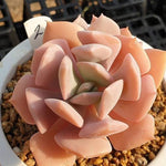 MOTHER'S DAY WEEKEND FLASH SALE! PRESALE Echeveria Exotic, (Random)