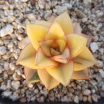 PRESALE Echeveria Monocerotis, Variegata, (Not so Random)