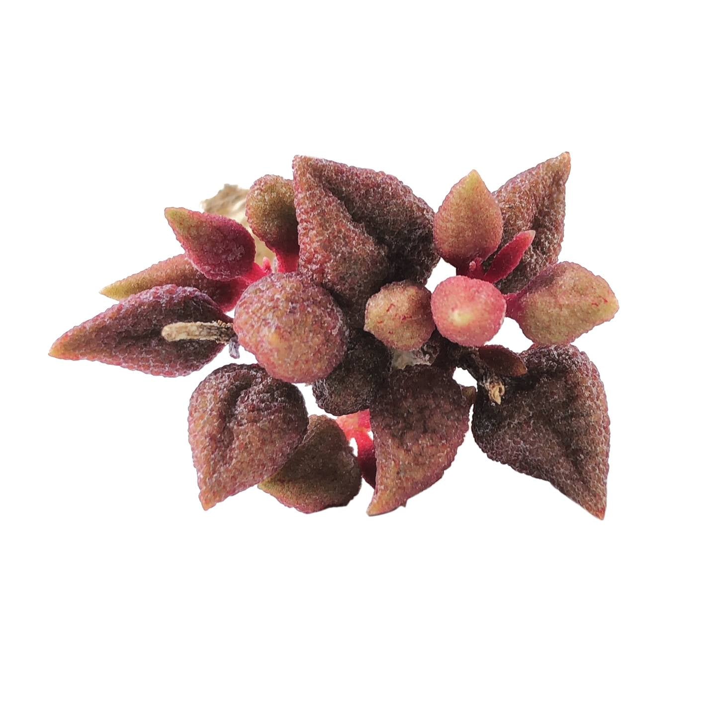Adromischus Marianae Herrei Aubergine