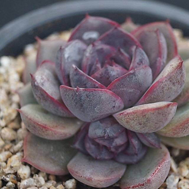 PRESALE Echeveria Black Queen Hybrid, (Random)