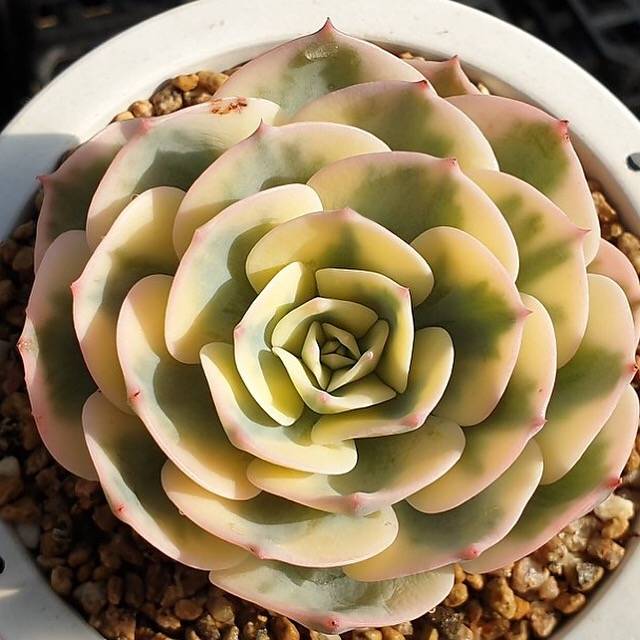 MOTHER'S DAY WEEKEND FLASH SALE! PRESALE Echeveria Lenore Dean, (Random)