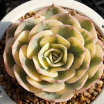 MOTHER'S DAY WEEKEND FLASH SALE! PRESALE Echeveria Lenore Dean, (Random)