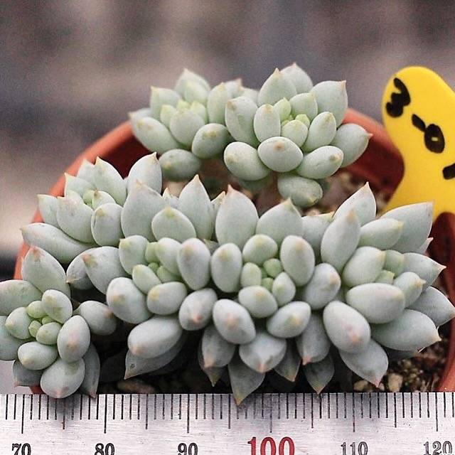 (RESERVED) Echeveria Crown Ball, Cluster (Option 1)