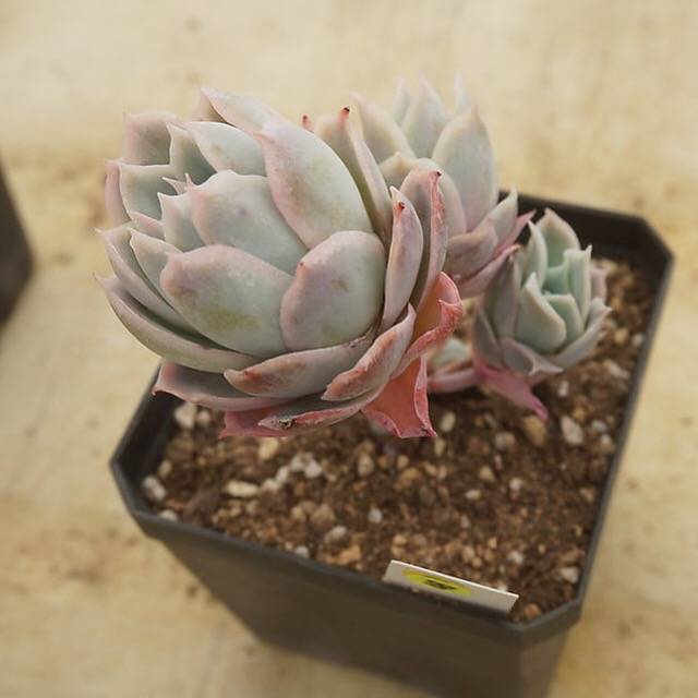 PREVIEW OF MOTHER"S DAY WEEKEND FLASH SALE! PRESALE Graptoveria Rose Queen, (Random)