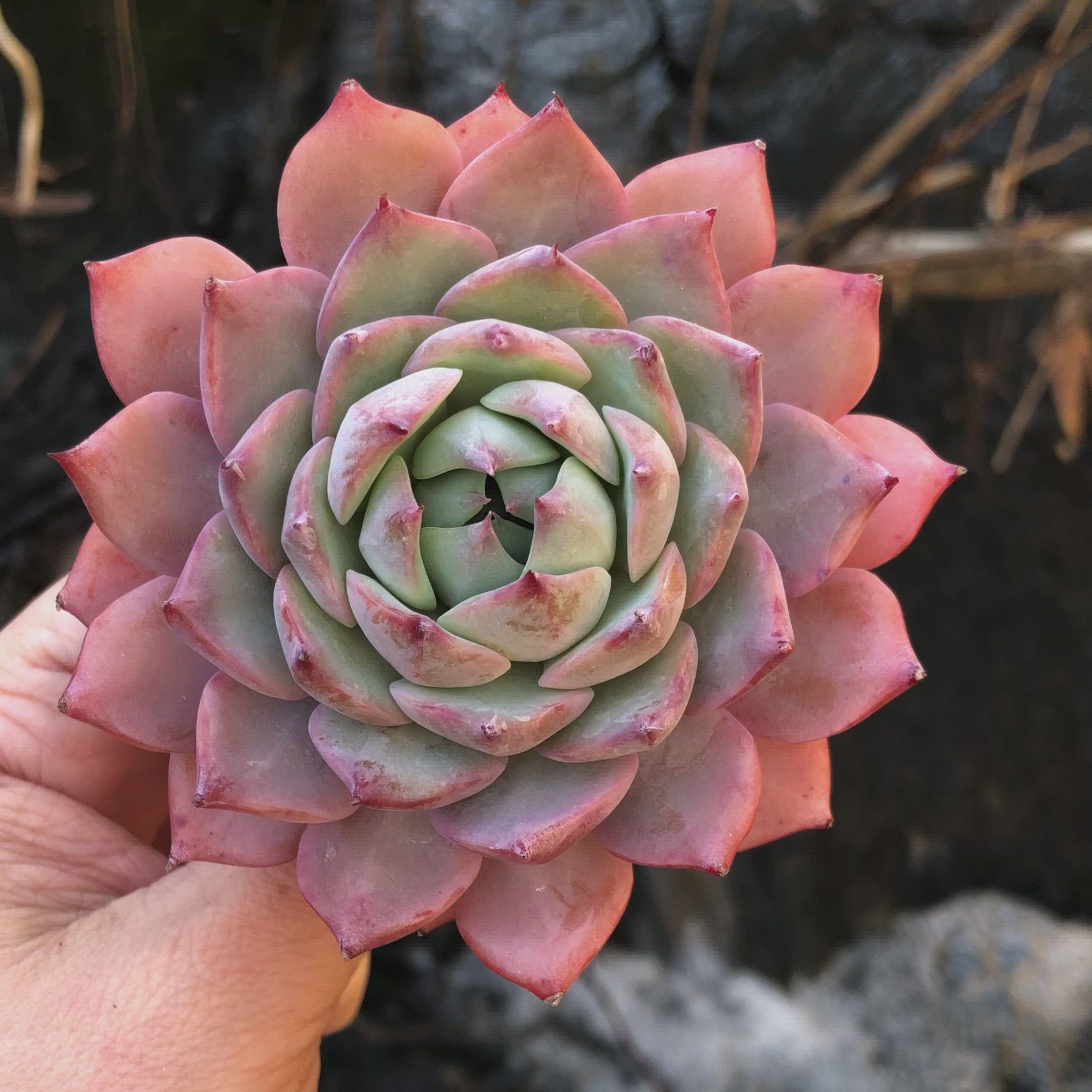 Echeveria Prism – Cedar Creek Farmhouse