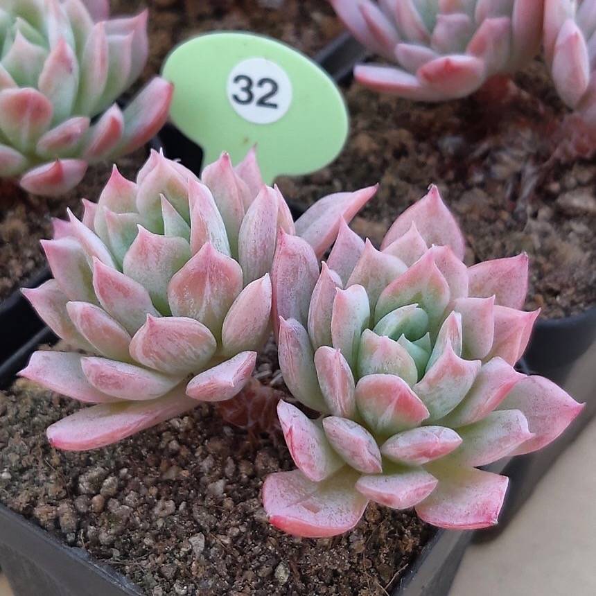 Echeveria Bradburiana, Doubles, (Random)