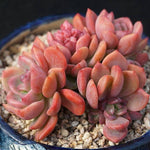 PRESALE Echeveria Dentra Cluster, (Not so Random)