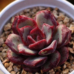 PRESALE Echeveria Love Fire x Lauii