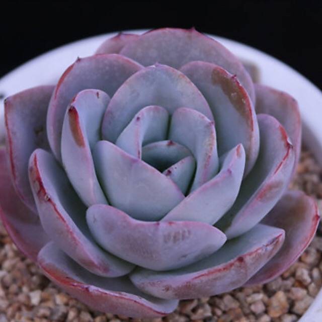 PRESALE Echeveria Brinks Blue, (Random)