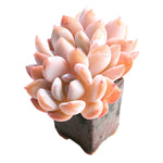 Echeveria Orange Monroe, Triple