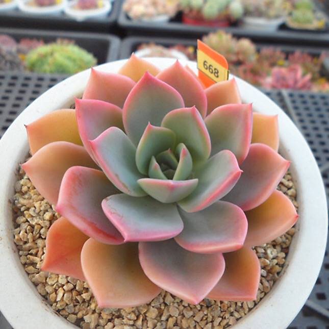 PRESALE Echeveria Tinkerbelle, (Random)