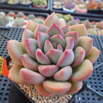 PRESALE Echeveria Chubby Lips, (Not so Random)