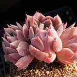 PRESALE Echeveria Bradburiana, Triple (Random)