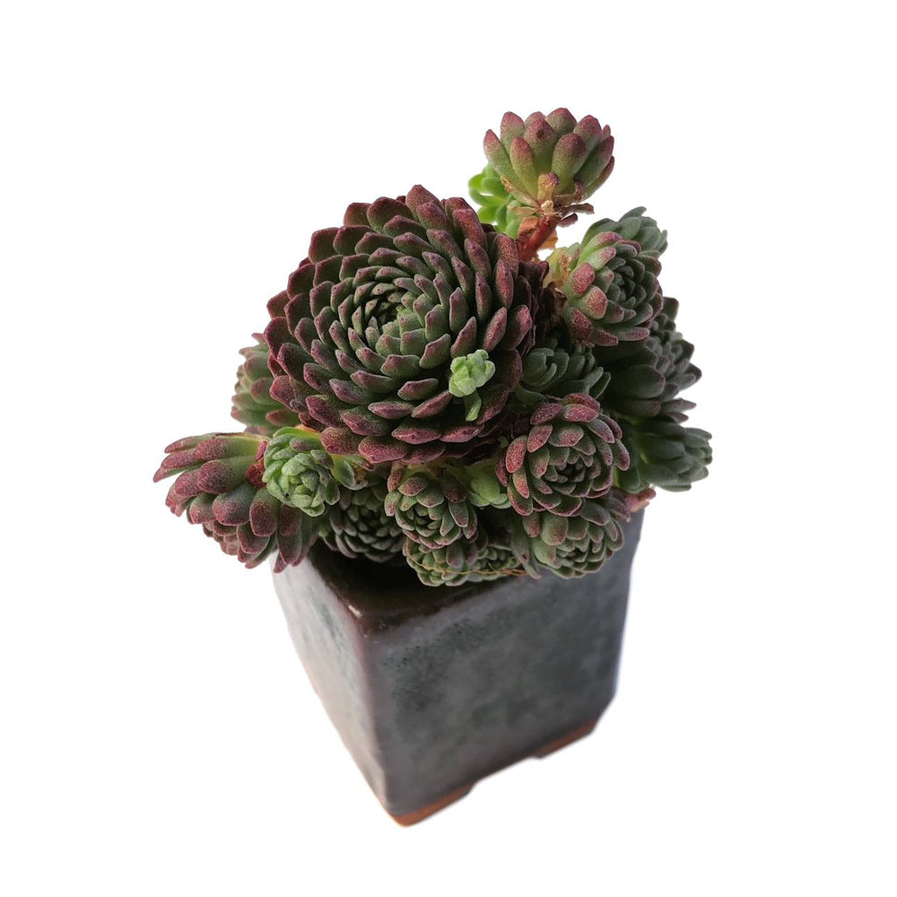 Sale! Echeveria v. Atomy