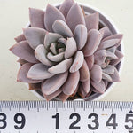 PRESALE Echeveria Lulu, Cluster (Random)