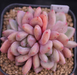 READY TO SHIP- Echeveria Ariel, Cluster (Random)