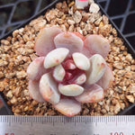 PRESALE Echeveria Trumso, (Not so Random)