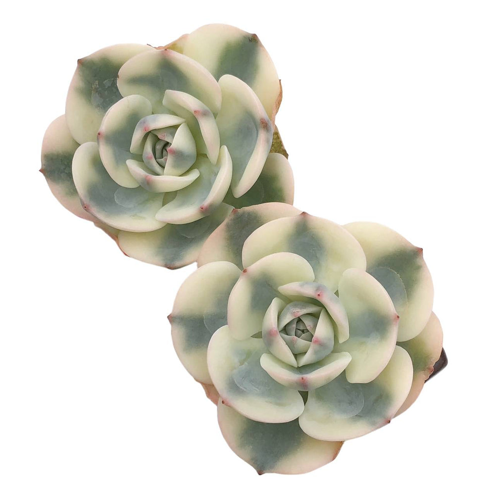 Echeveria Lenore Dean, Variegata (Random)