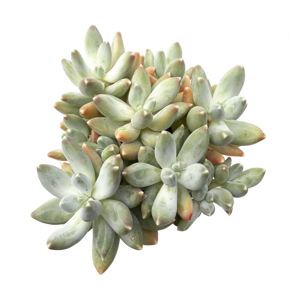 Pachyphytum var. Glaucum, (Random-ish)