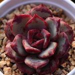 PRESALE Echeveria Love Fire x Lauii