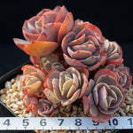 PRESALE Echeveria Suyon Cluster, (Random)