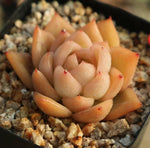 PRESALE Echeveria Elian, (Not so Random)