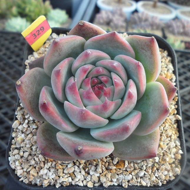 Echeveria Momotarou