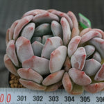 Echeveria Potosina, (Choice Between Single or Double)