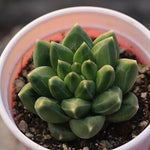 Pachyphytum Dubai