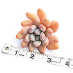 SPECIAL! JUST CART!! Pachyphytum Frevel cv (If Sold Out Please Read)