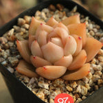 PRESALE Echeveria Elian, (Not so Random)