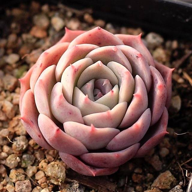 Echeveria Gold Light